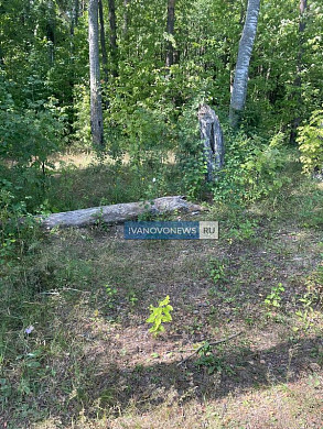 Множество поваленных деревьев в парке им. Революции 1905 года никто не убирает
